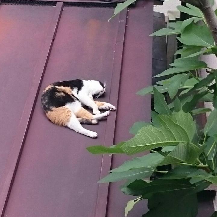 Ad86f6e3 b98d 4f88 a406 e7403b661be6