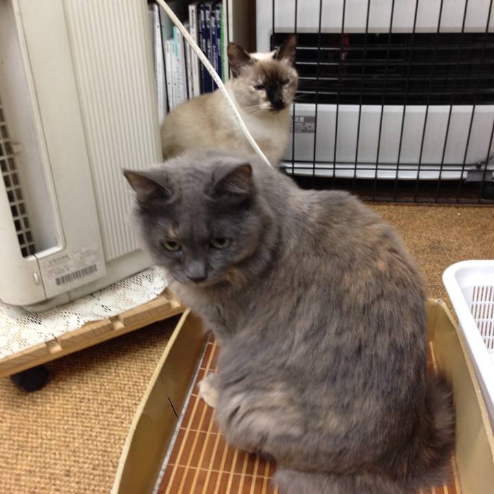 Ada94705 fa5c 49d4 96f7 257aa697d7bf