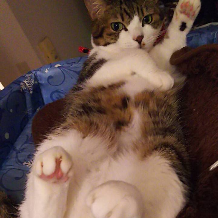 Adaa3c3a 33c9 46b4 bdc2 8c6df1740faf