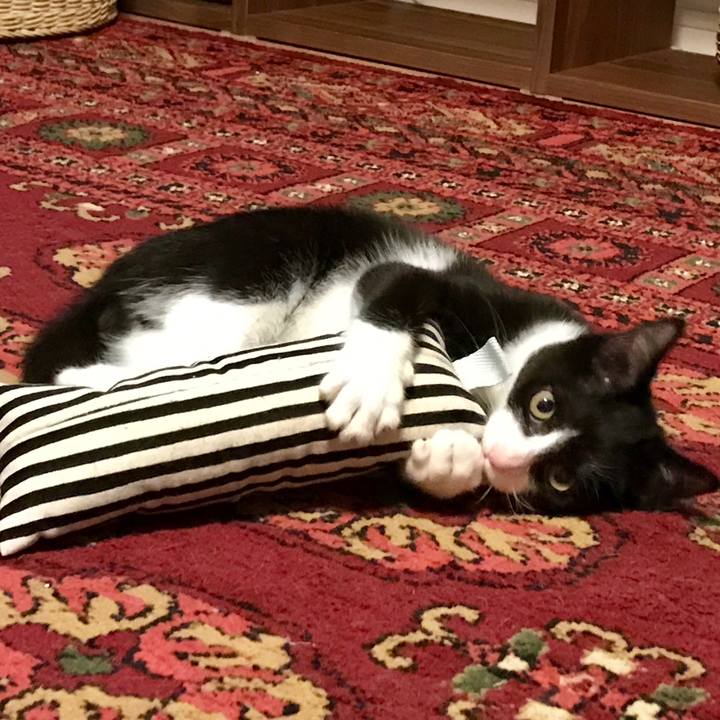 Adaee7c4 384f 49fe b3c0 8f198092741a