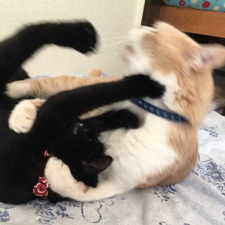 Adb3b9f3 cc0a 40a2 8d6b 3bc0e244481e