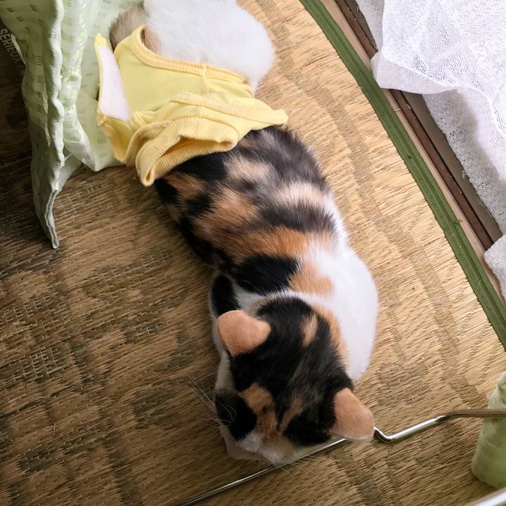 Adb4461a 96c7 4439 8df8 e165e0a5300f