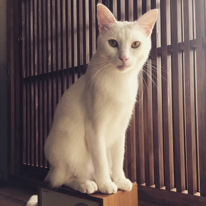 Adb94b7d 31d4 41f4 9c9b 4128abe0b8b4