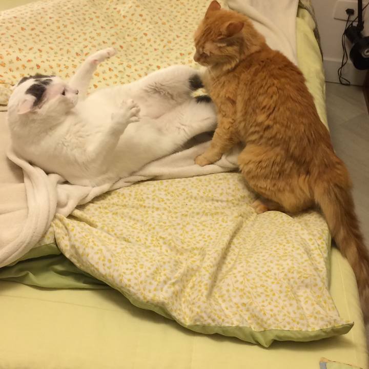 Adbbb50c 26d7 4247 903b 1e56cc297e53