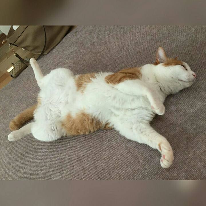 Adbcf95a 9ad8 41a4 bed8 e4f510363cf8