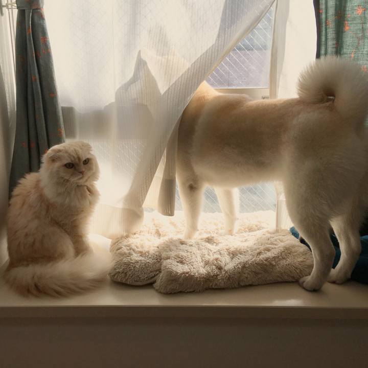 Adbea8cd 0495 449e a3f7 9821f6ed7b26