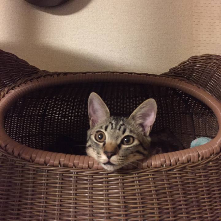 Adc11597 3ce9 4ba1 a896 6cda217a5e2f