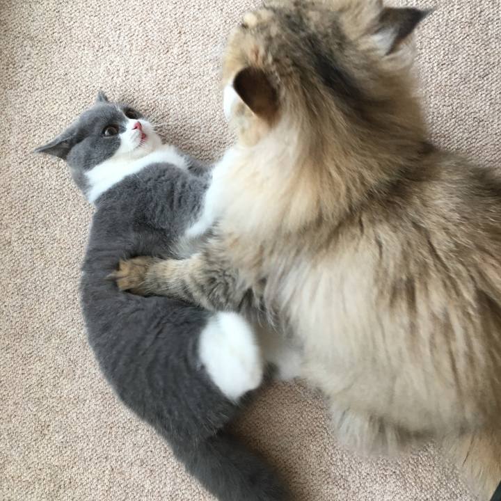 Adc18d7c 2cbd 4304 8a05 eef7230bc0dc