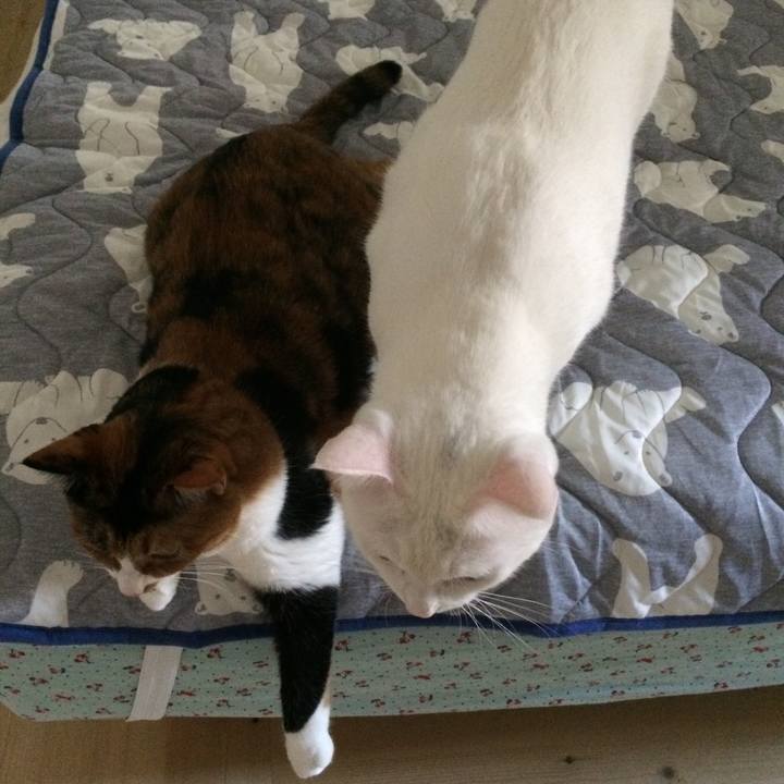 Adc22d5f 8e41 4c6b be33 1fe16e66121e