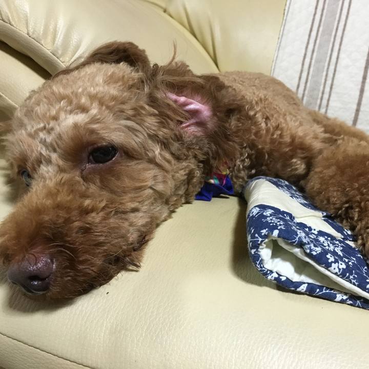 Adcc2b21 777b 462c a8bd afbabe06c259