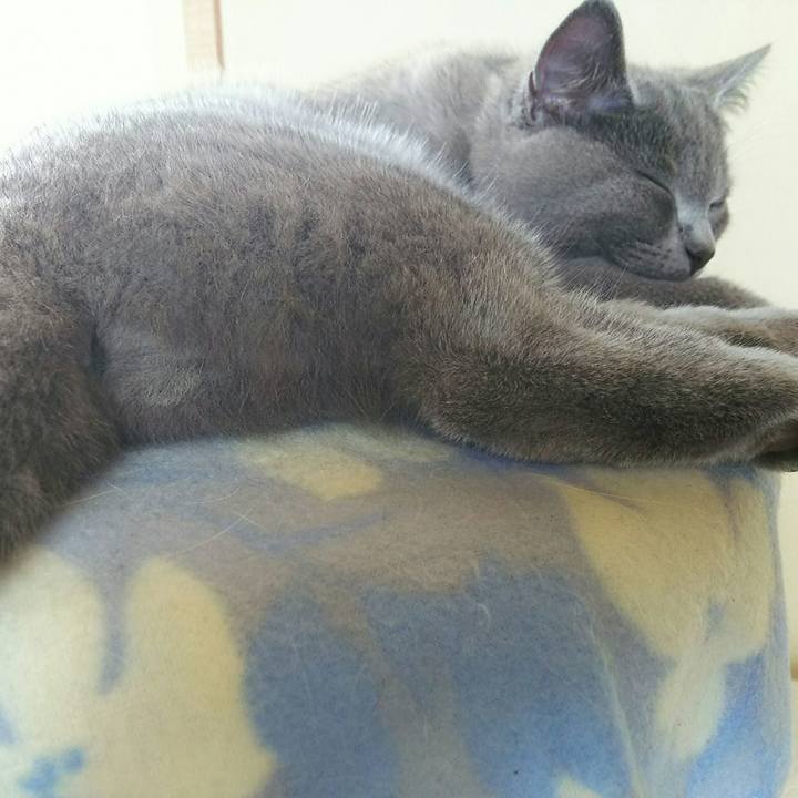 Addfe318 a330 4a25 a2e4 1c96de02073c