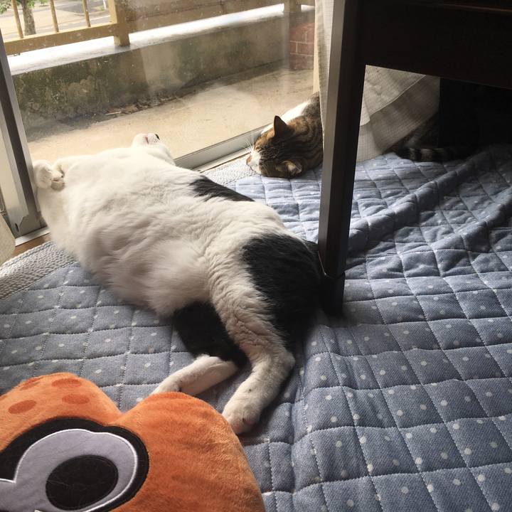 Ade0bcfd a3f0 45c4 abdc 2e9656c7604b