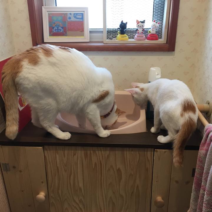 Ade6d472 d464 42bf a8d7 cd270655faf9