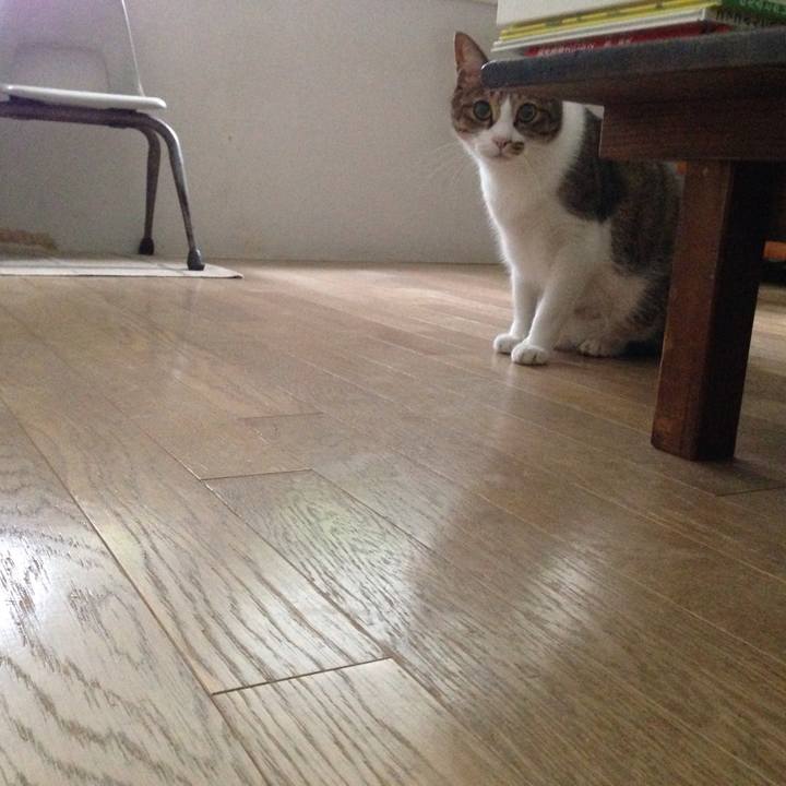 Ade82364 772d 4308 980f 479b1fbc6acc