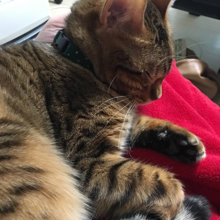 Ade8ecb0 bede 4f03 bf63 ef0ecc44d8fc