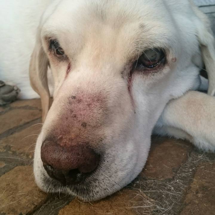 Ade9544d dfd3 47af adeb ff2f3f2c0d4c