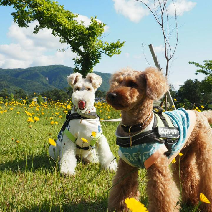 Ae055ead 731d 410d 8977 042370b4fff0