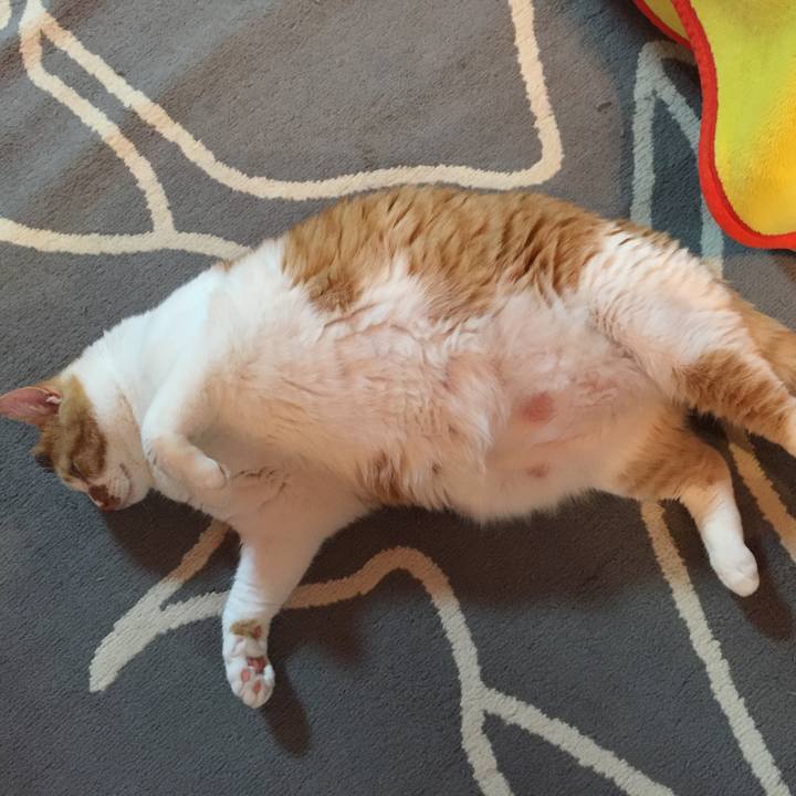 Ae0698e6 3421 4144 925c bd874c3518bd