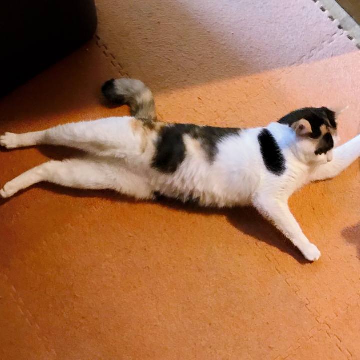 Ae0a33e8 4c07 448d 9df8 b8ac853c8f4a