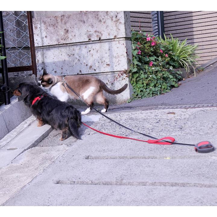 Ae18458f 1a84 4b2a b8a8 4c2db904c722