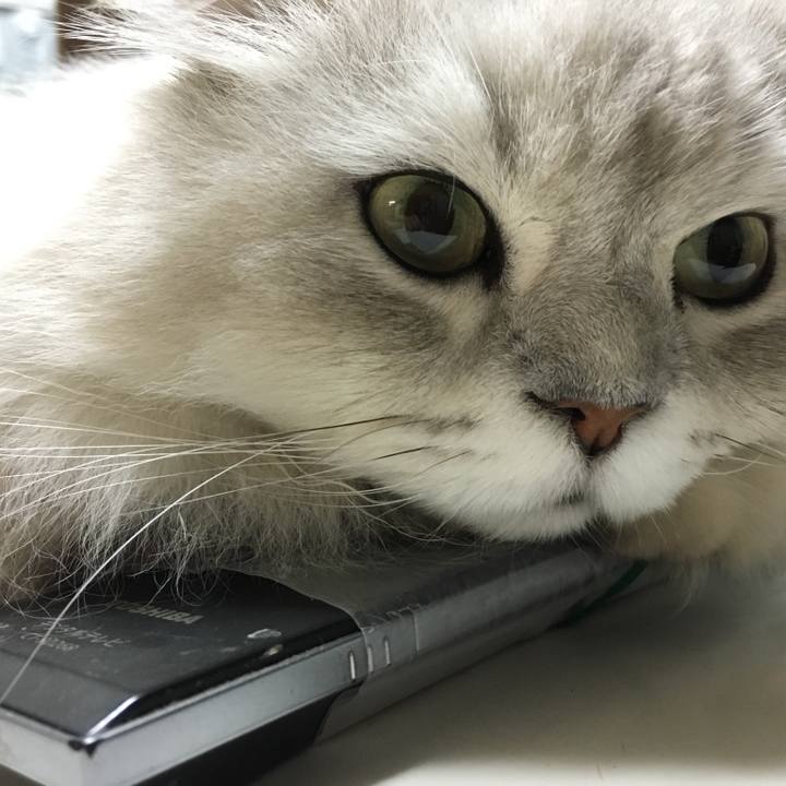 Ae19cbd9 3959 45cd b4b9 729ae22b13f4