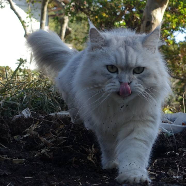 Ae1b81c2 f620 4021 989a a1d27a75cb4a