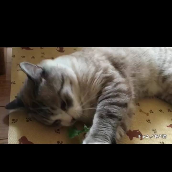 Ae2cfd5c eb45 49d5 aa10 c92a86bd5df7