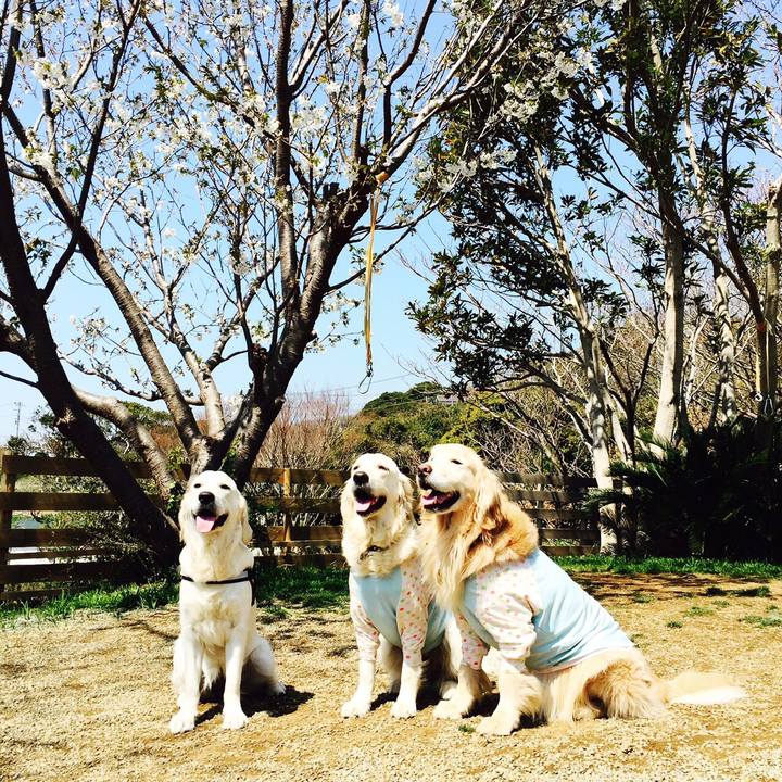 Ae3228a8 ebc6 4ad6 94d4 e5c7c9ca8418