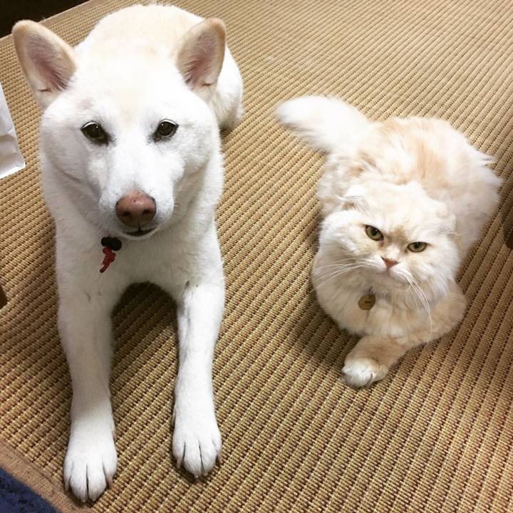 Ae3532fb 5cc8 4ca5 aca5 9f630b9c045e