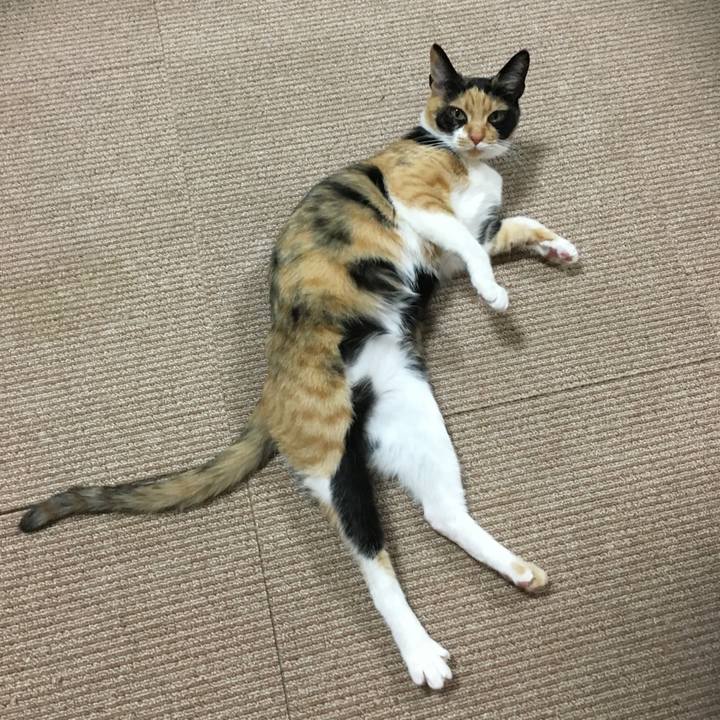 Ae37adcc db92 45f0 9c97 2f1a1351512e