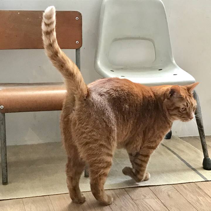 Ae394f93 a387 47bb aedd f8515cb67ab4