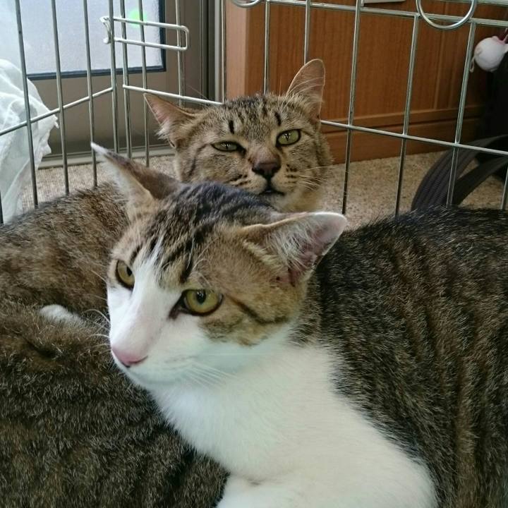 Ae3e44d4 e1cb 43fa 9933 c43e86b2b908