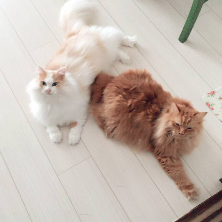 Ae42c2ae 0b70 4c19 b6e0 8a1e864e62cf