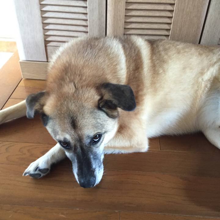 Ae4960d2 4cc9 44af 92ff f658d0fd2e55