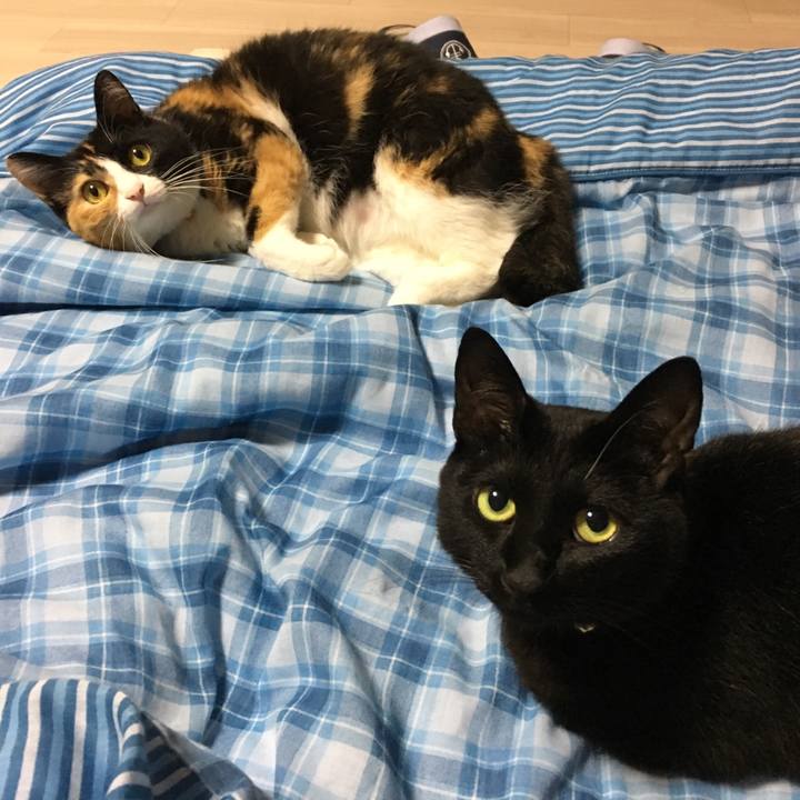 Ae4d1de6 77ac 44a9 a95f bf5de5774072