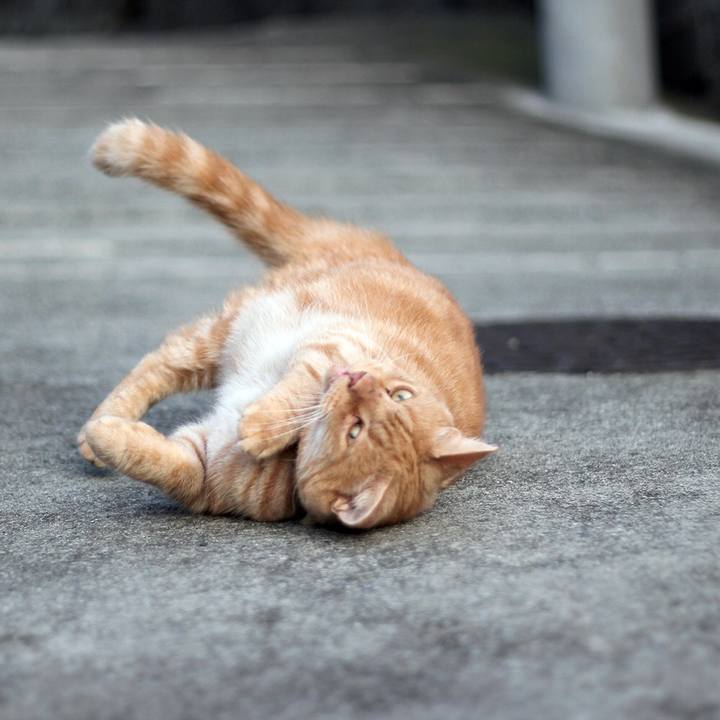 Ae4f9e9e b12e 4f00 a277 fe9e28e12632