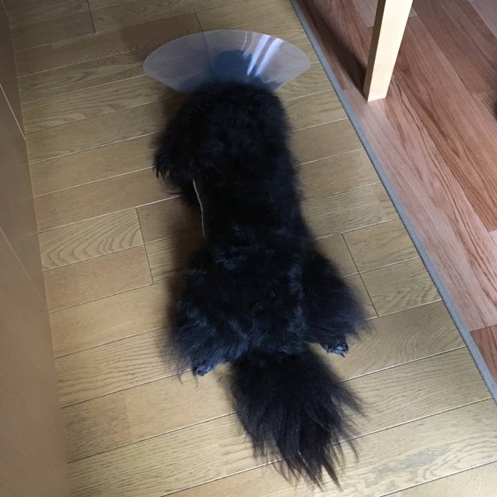 Ae6a6b2b 87af 42d1 8533 13b6f900fc33