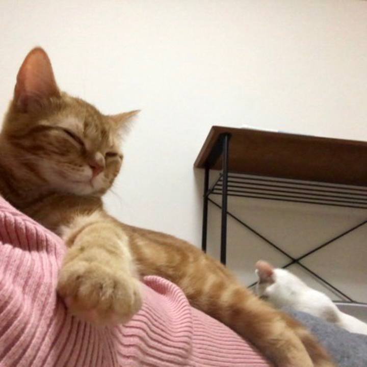 Ae703ab6 4580 42ef 94ea 380f074d9a51