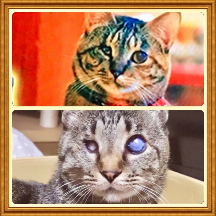 Ae8625ca 46cc 410e a8d3 684cc1a3c1eb