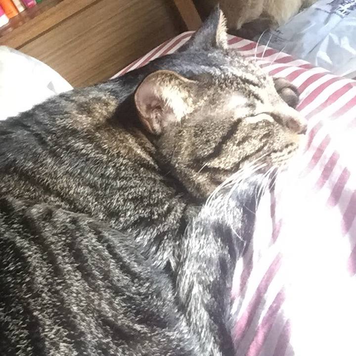 Ae8a05a2 47cc 483c b52f f995f52b02ba