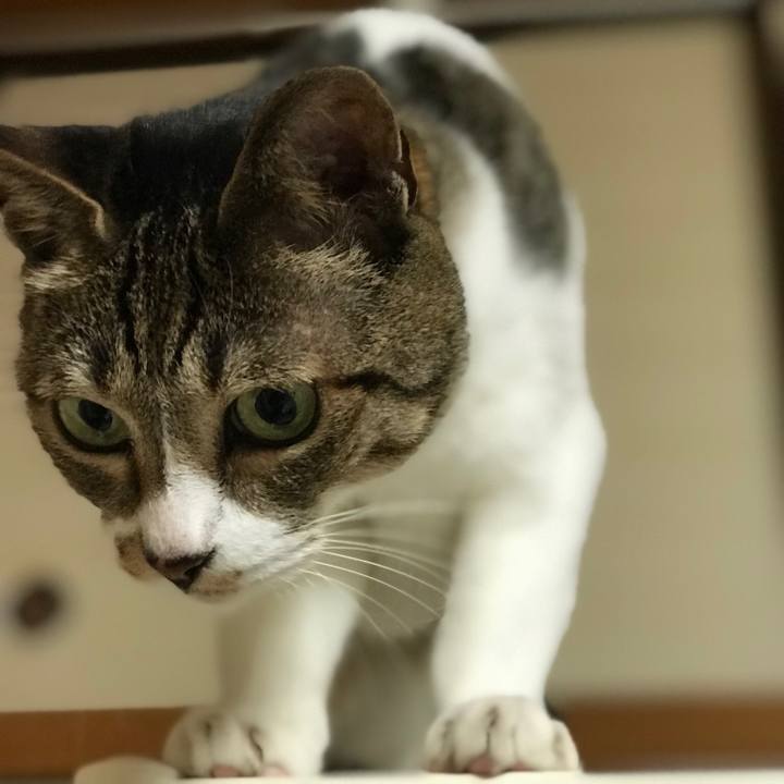 Ae8bae09 ecff 45b6 8bb7 df271287c153