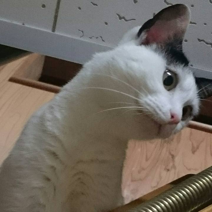 Ae8f1bff c80a 4fa8 b590 bb5c752704c6