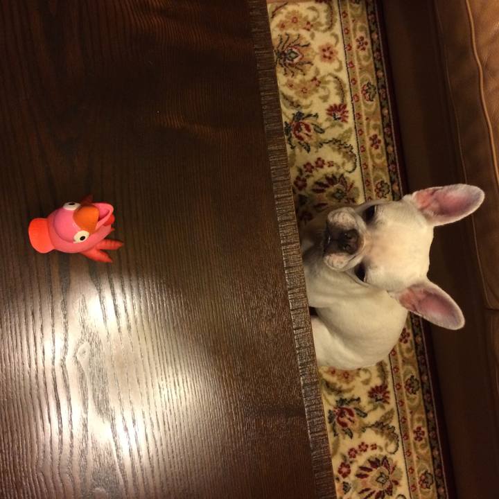 Aea65b2e ef55 4b19 b741 96417663d50f