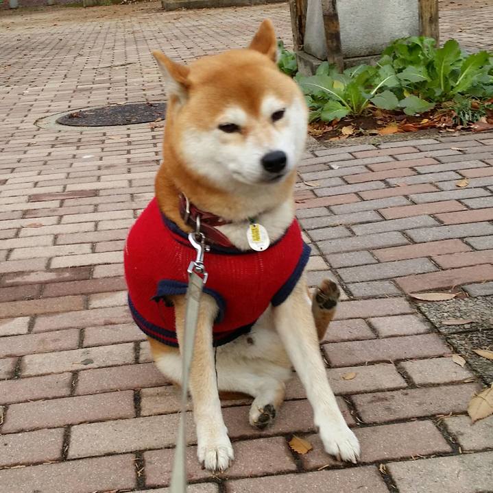 Aea81d73 0019 42f0 a778 6691cc04cca8