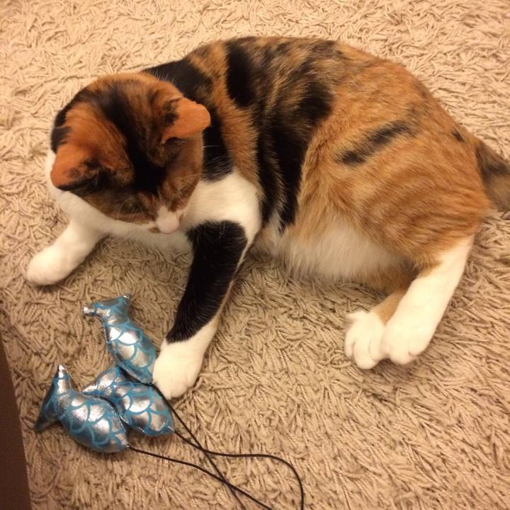 Aeacb5c6 b65a 4bc2 9bca 13d9a045a48a