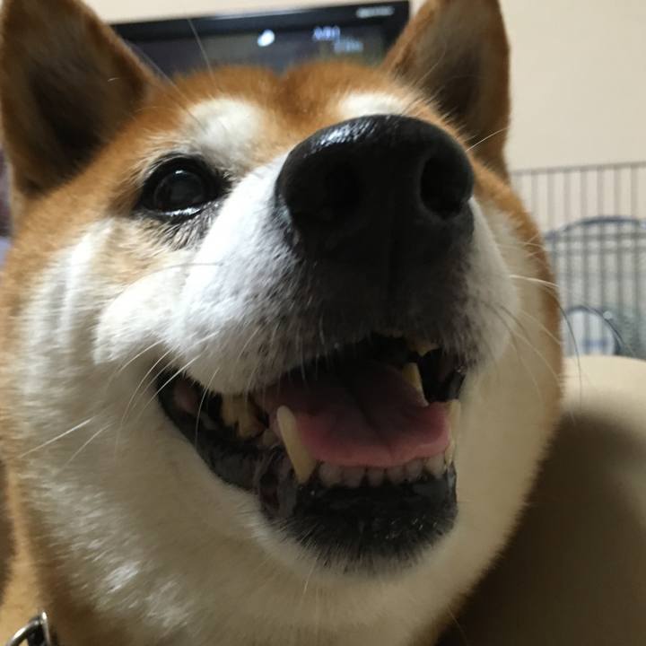 Aecb68c4 6a55 4050 862d d7359ab584f5