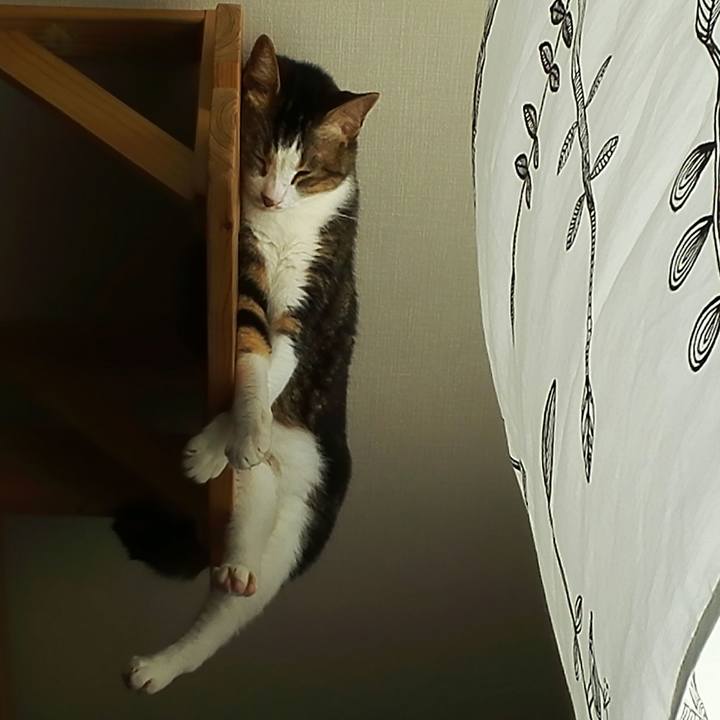 Aece747f 3fd9 4631 9490 469c9b882a73