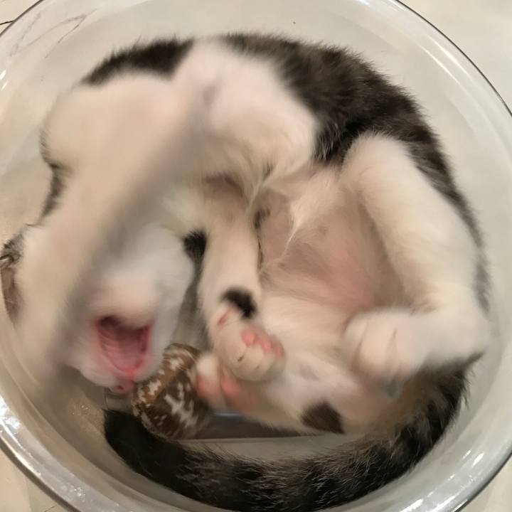 Aecf3628 5856 441c 9cdf 6541bde66c44