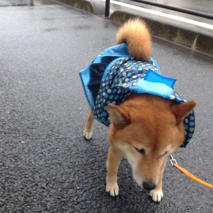 Aed4ee38 b327 49ad 98f9 b753219a4d0e