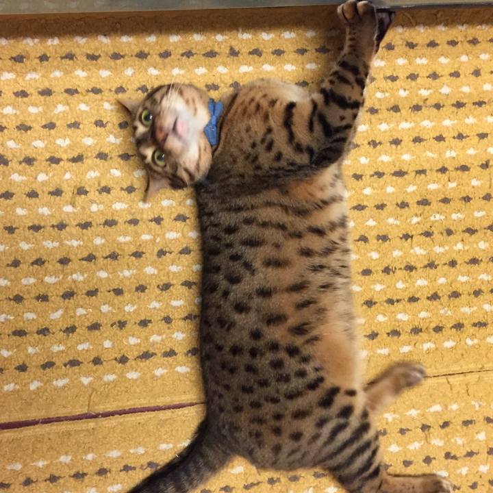 Aedf9ab9 a6eb 46ee b0cb 07851494666b